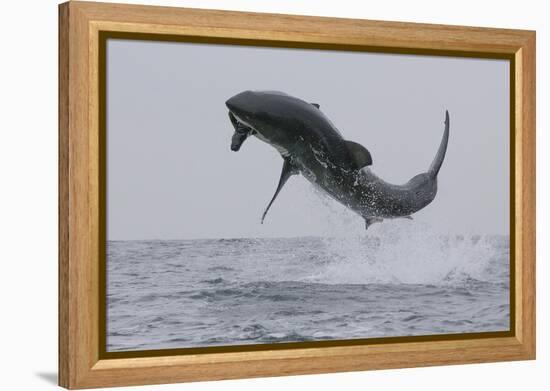 Great White Shark (Carcharodon Carcharias)-David Jenkins-Framed Premier Image Canvas