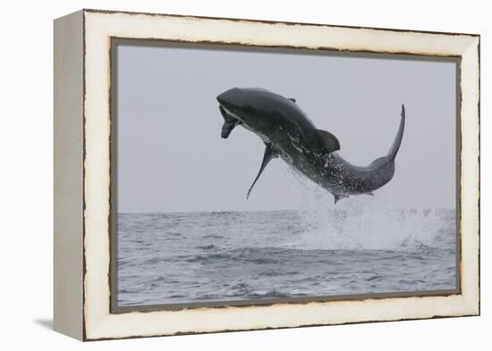 Great White Shark (Carcharodon Carcharias)-David Jenkins-Framed Premier Image Canvas