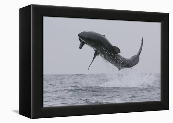 Great White Shark (Carcharodon Carcharias)-David Jenkins-Framed Premier Image Canvas