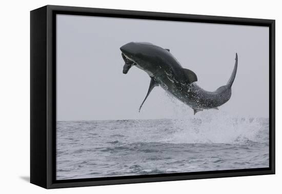 Great White Shark (Carcharodon Carcharias)-David Jenkins-Framed Premier Image Canvas