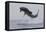 Great White Shark (Carcharodon Carcharias)-David Jenkins-Framed Premier Image Canvas