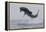Great White Shark (Carcharodon Carcharias)-David Jenkins-Framed Premier Image Canvas