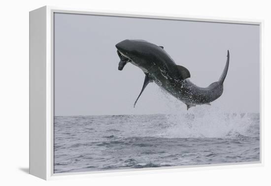 Great White Shark (Carcharodon Carcharias)-David Jenkins-Framed Premier Image Canvas