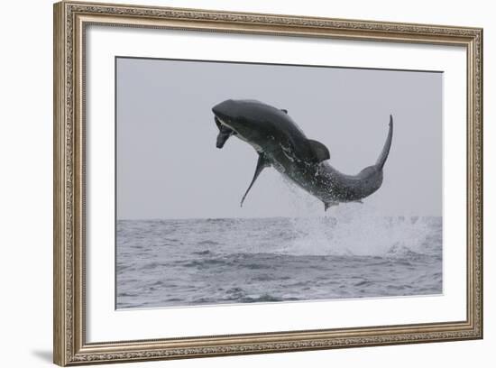 Great White Shark (Carcharodon Carcharias)-David Jenkins-Framed Photographic Print