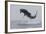 Great White Shark (Carcharodon Carcharias)-David Jenkins-Framed Photographic Print