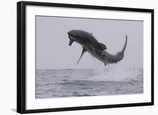 Great White Shark (Carcharodon Carcharias)-David Jenkins-Framed Photographic Print