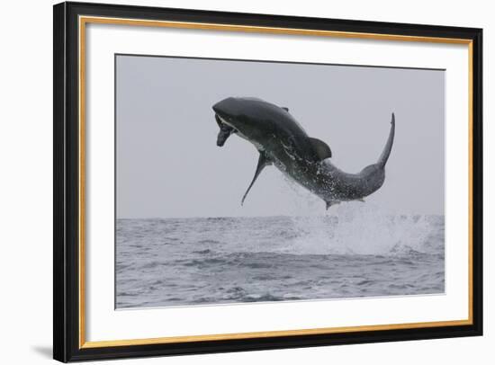 Great White Shark (Carcharodon Carcharias)-David Jenkins-Framed Photographic Print