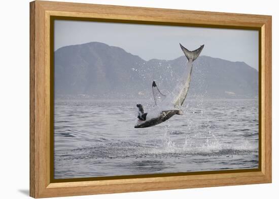 Great White Shark (Carcharodon Carcharias)-David Jenkins-Framed Premier Image Canvas