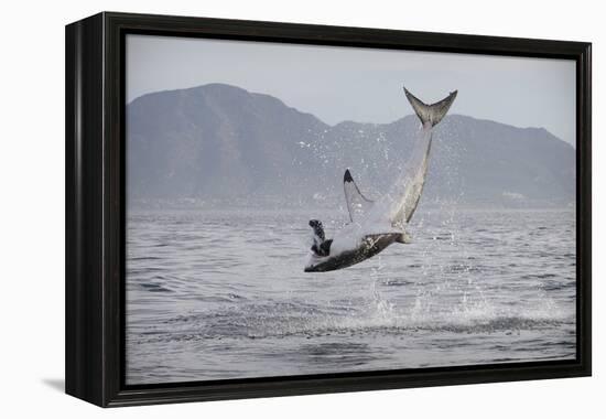 Great White Shark (Carcharodon Carcharias)-David Jenkins-Framed Premier Image Canvas