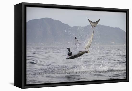 Great White Shark (Carcharodon Carcharias)-David Jenkins-Framed Premier Image Canvas