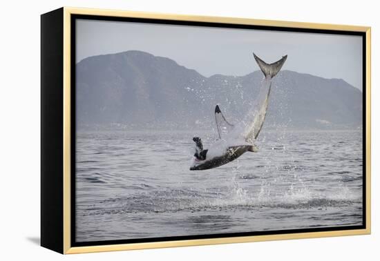 Great White Shark (Carcharodon Carcharias)-David Jenkins-Framed Premier Image Canvas