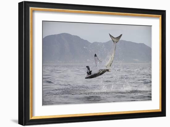 Great White Shark (Carcharodon Carcharias)-David Jenkins-Framed Photographic Print