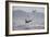 Great White Shark (Carcharodon Carcharias)-David Jenkins-Framed Photographic Print