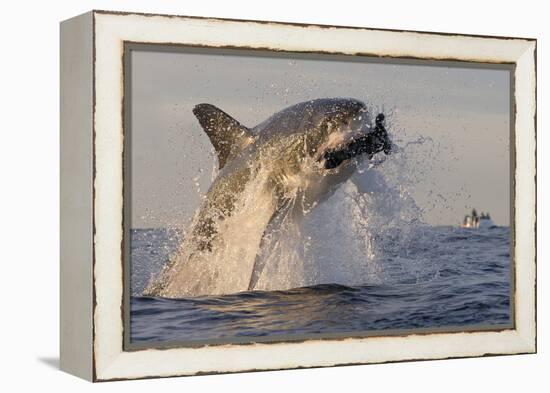 Great White Shark (Carcharodon Carcharias)-David Jenkins-Framed Premier Image Canvas