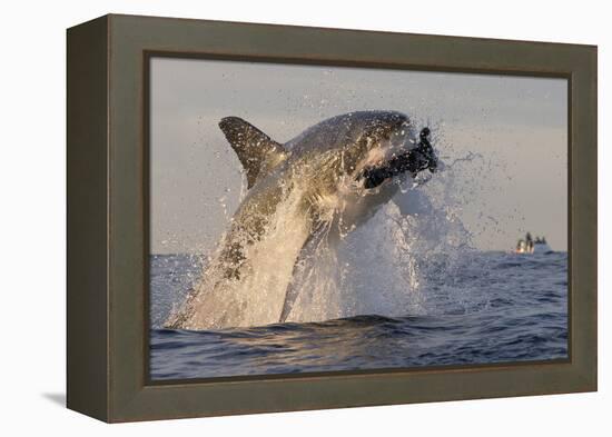 Great White Shark (Carcharodon Carcharias)-David Jenkins-Framed Premier Image Canvas