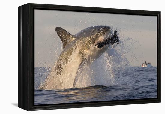 Great White Shark (Carcharodon Carcharias)-David Jenkins-Framed Premier Image Canvas