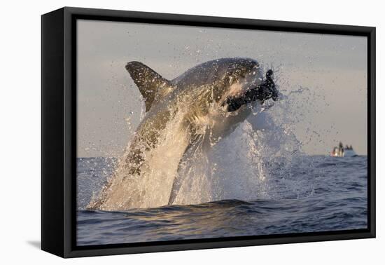 Great White Shark (Carcharodon Carcharias)-David Jenkins-Framed Premier Image Canvas