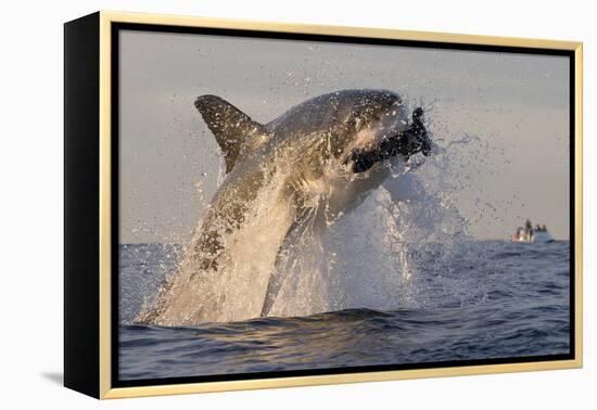 Great White Shark (Carcharodon Carcharias)-David Jenkins-Framed Premier Image Canvas