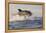 Great White Shark (Carcharodon Carcharias)-David Jenkins-Framed Premier Image Canvas