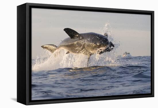 Great White Shark (Carcharodon Carcharias)-David Jenkins-Framed Premier Image Canvas