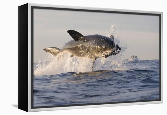 Great White Shark (Carcharodon Carcharias)-David Jenkins-Framed Premier Image Canvas