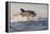 Great White Shark (Carcharodon Carcharias)-David Jenkins-Framed Premier Image Canvas