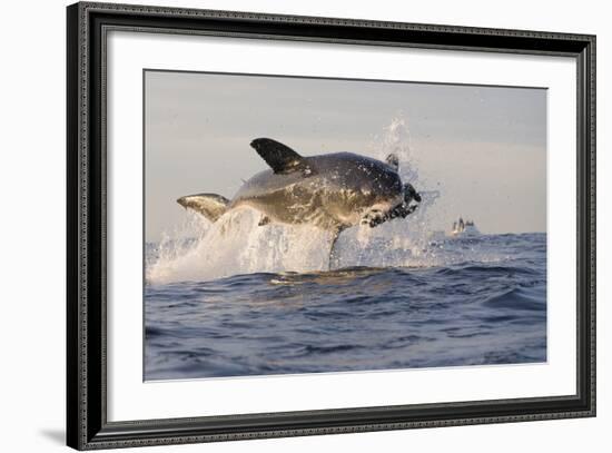 Great White Shark (Carcharodon Carcharias)-David Jenkins-Framed Photographic Print