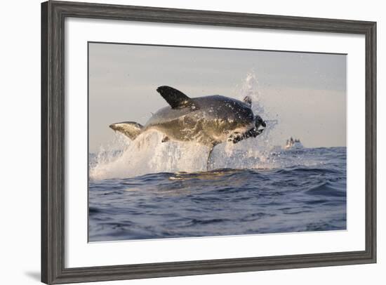 Great White Shark (Carcharodon Carcharias)-David Jenkins-Framed Photographic Print