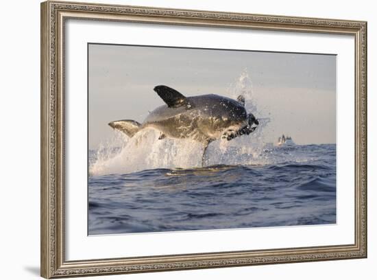 Great White Shark (Carcharodon Carcharias)-David Jenkins-Framed Photographic Print