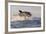 Great White Shark (Carcharodon Carcharias)-David Jenkins-Framed Photographic Print