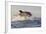 Great White Shark (Carcharodon Carcharias)-David Jenkins-Framed Photographic Print