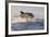 Great White Shark (Carcharodon Carcharias)-David Jenkins-Framed Photographic Print