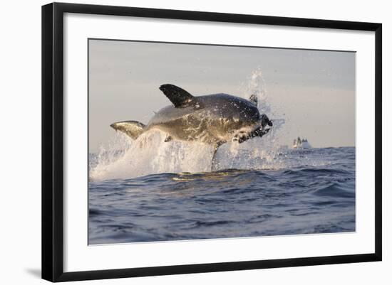 Great White Shark (Carcharodon Carcharias)-David Jenkins-Framed Photographic Print