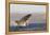 Great White Shark (Carcharodon Carcharias)-David Jenkins-Framed Premier Image Canvas