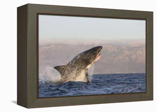 Great White Shark (Carcharodon Carcharias)-David Jenkins-Framed Premier Image Canvas