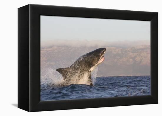 Great White Shark (Carcharodon Carcharias)-David Jenkins-Framed Premier Image Canvas