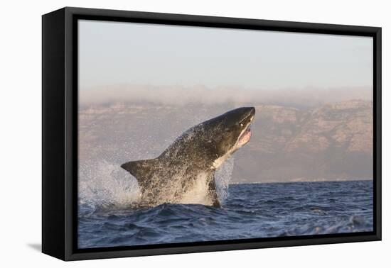 Great White Shark (Carcharodon Carcharias)-David Jenkins-Framed Premier Image Canvas