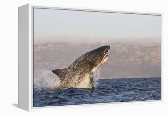 Great White Shark (Carcharodon Carcharias)-David Jenkins-Framed Premier Image Canvas