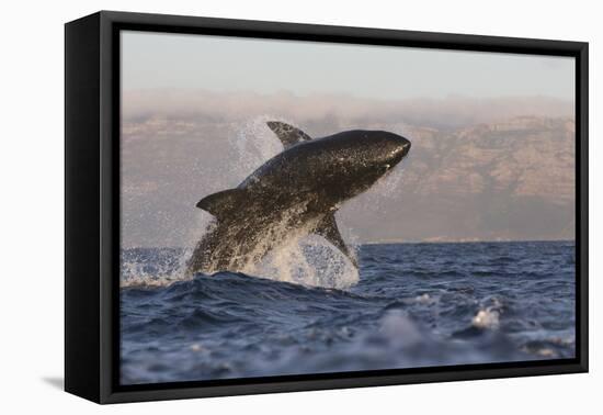 Great White Shark (Carcharodon Carcharias)-David Jenkins-Framed Premier Image Canvas