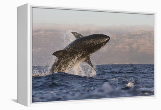 Great White Shark (Carcharodon Carcharias)-David Jenkins-Framed Premier Image Canvas