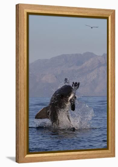 Great White Shark (Carcharodon Carcharias)-David Jenkins-Framed Premier Image Canvas