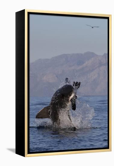 Great White Shark (Carcharodon Carcharias)-David Jenkins-Framed Premier Image Canvas