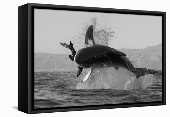 Great White Shark (Carcharodon Carcharias)-David Jenkins-Framed Premier Image Canvas