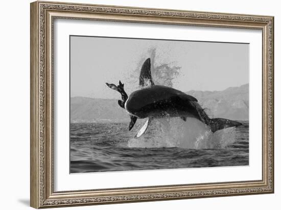 Great White Shark (Carcharodon Carcharias)-David Jenkins-Framed Photographic Print