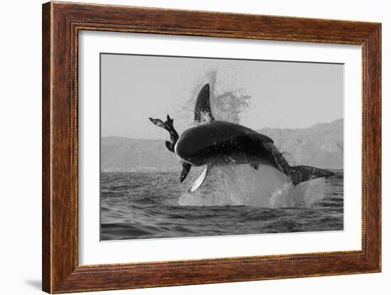 Great White Shark (Carcharodon Carcharias)-David Jenkins-Framed Photographic Print