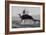 Great White Shark (Carcharodon Carcharias)-David Jenkins-Framed Photographic Print