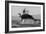 Great White Shark (Carcharodon Carcharias)-David Jenkins-Framed Photographic Print