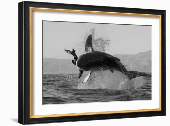 Great White Shark (Carcharodon Carcharias)-David Jenkins-Framed Photographic Print