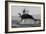 Great White Shark (Carcharodon Carcharias)-David Jenkins-Framed Photographic Print