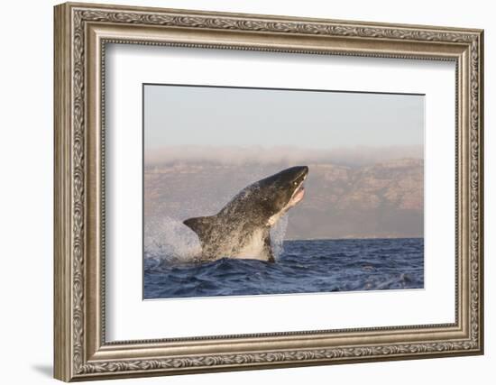 Great White Shark (Carcharodon Carcharias)-David Jenkins-Framed Photographic Print
